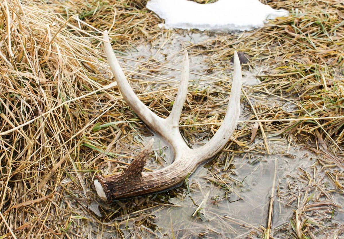 Shed Hunting Secrets from the Experts