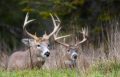 Diy Water Hole for Deer