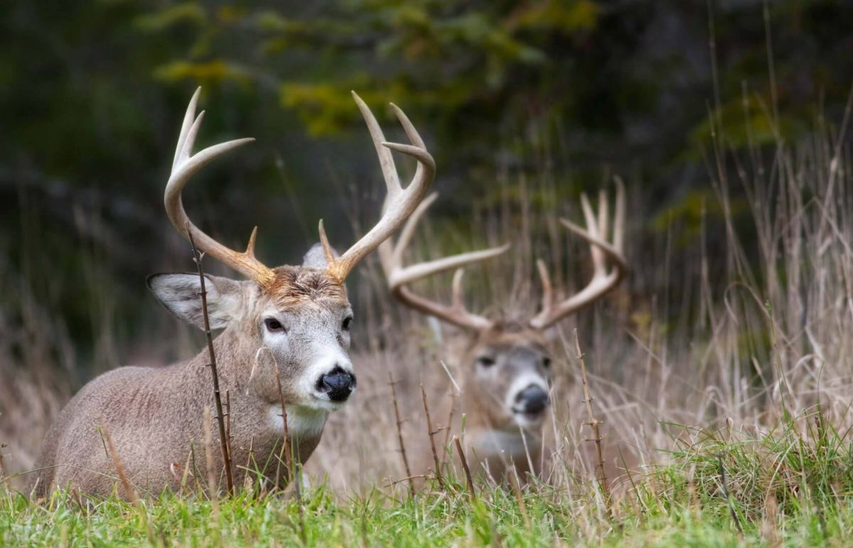 Diy Water Hole for Deer