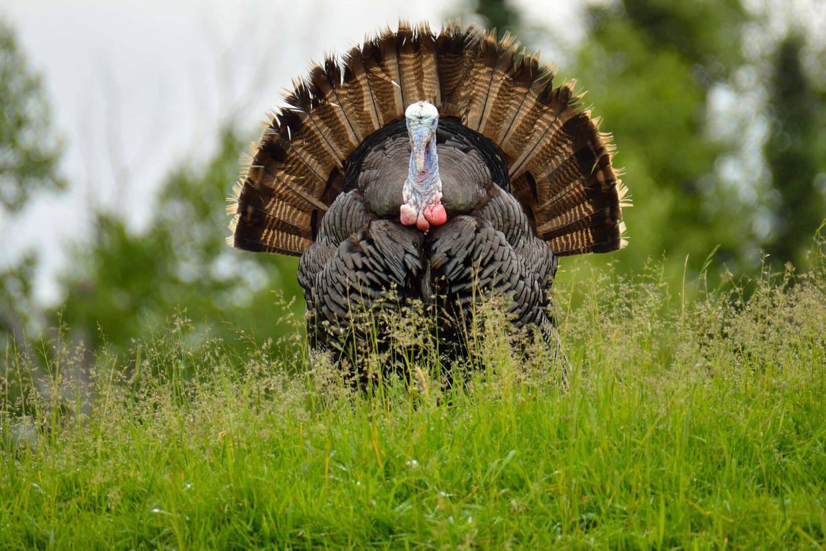 Preparing for Turkey Season