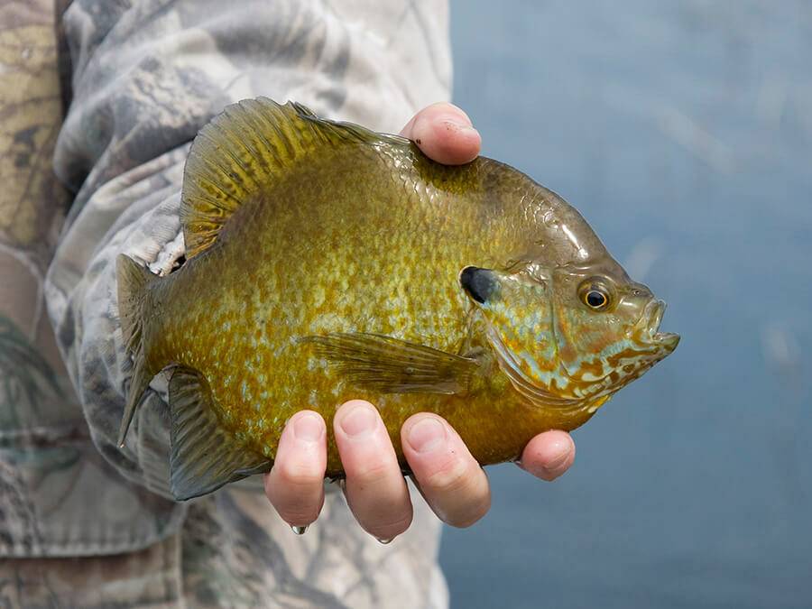 Catching Early Crappies