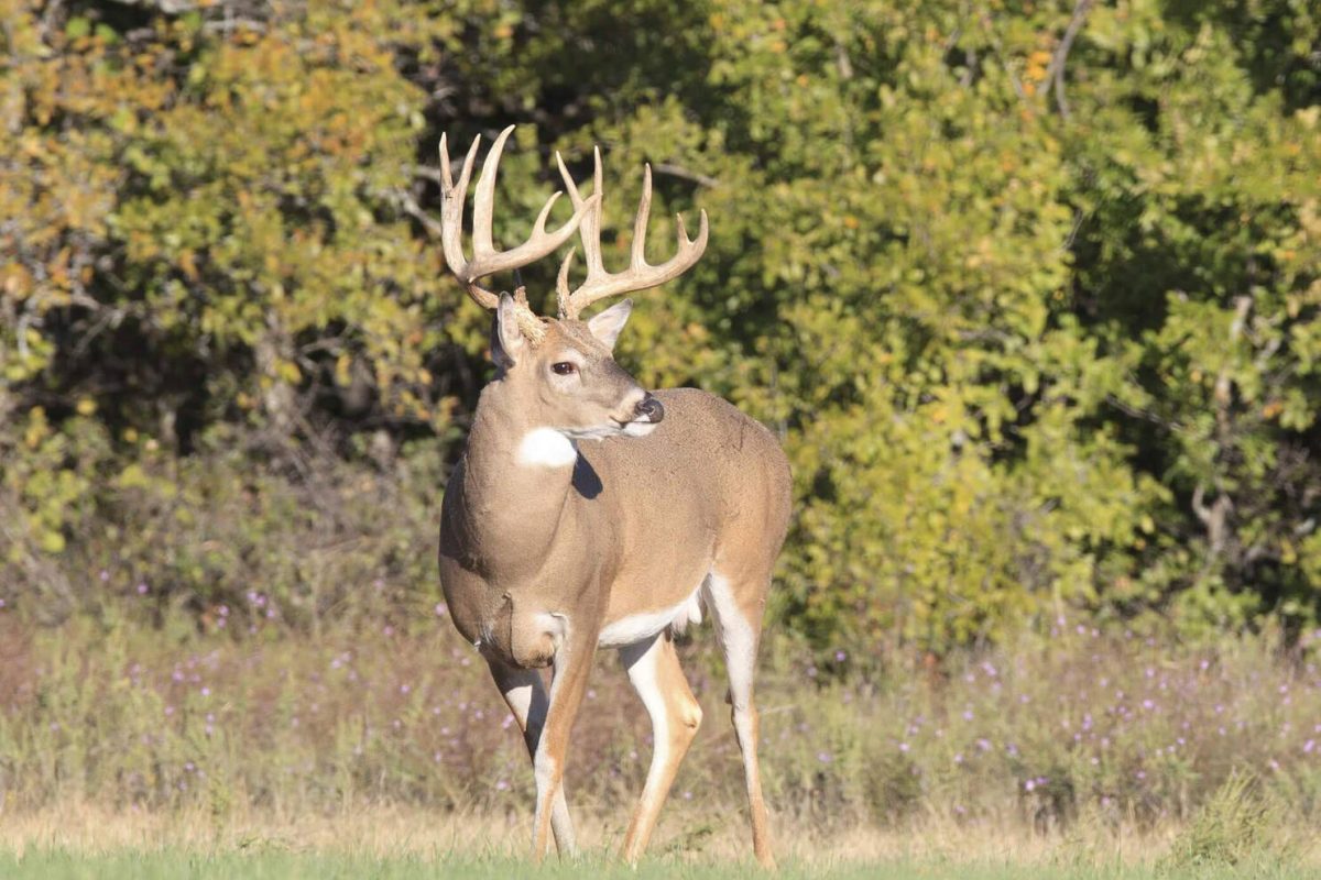 Creating a Thriving Deer Food Plot in the Timber