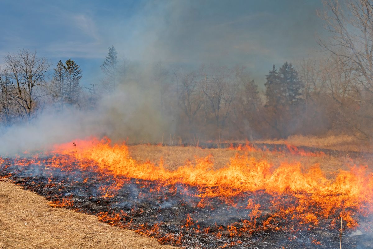 Tips for Prescribed Burning