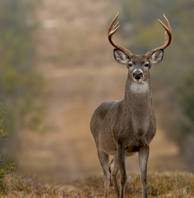Management for a Thriving Deer Season