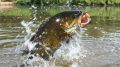 Secrets to Catching Summer Bass