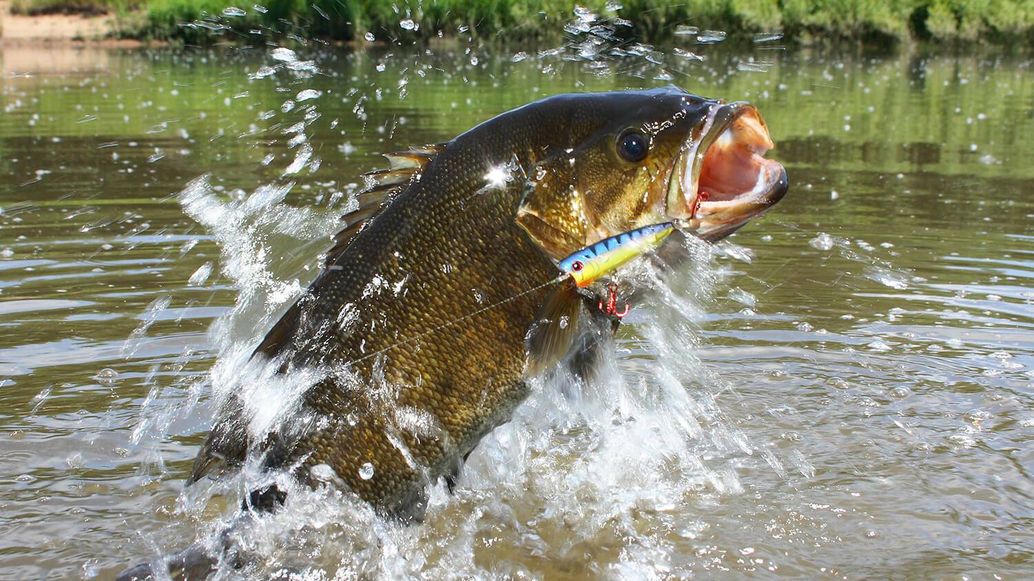Secrets to Catching Summer Bass