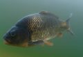 Bowfishing Opportunities in Iowa