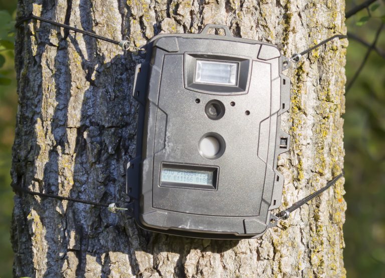 Trail Camera Strategies for Big Buck Success