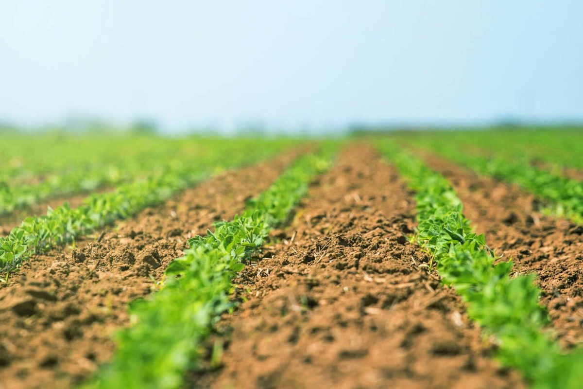 Creating Fall Food Plots with Minimal Equipment Immaculate Spring Food Plots