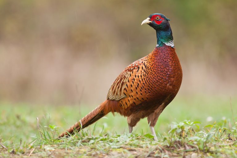 Getting Youth Involved in Pheasant Season
