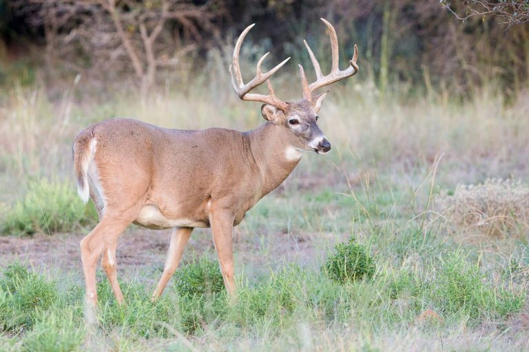 2023-24 Iowa Whitetail Report