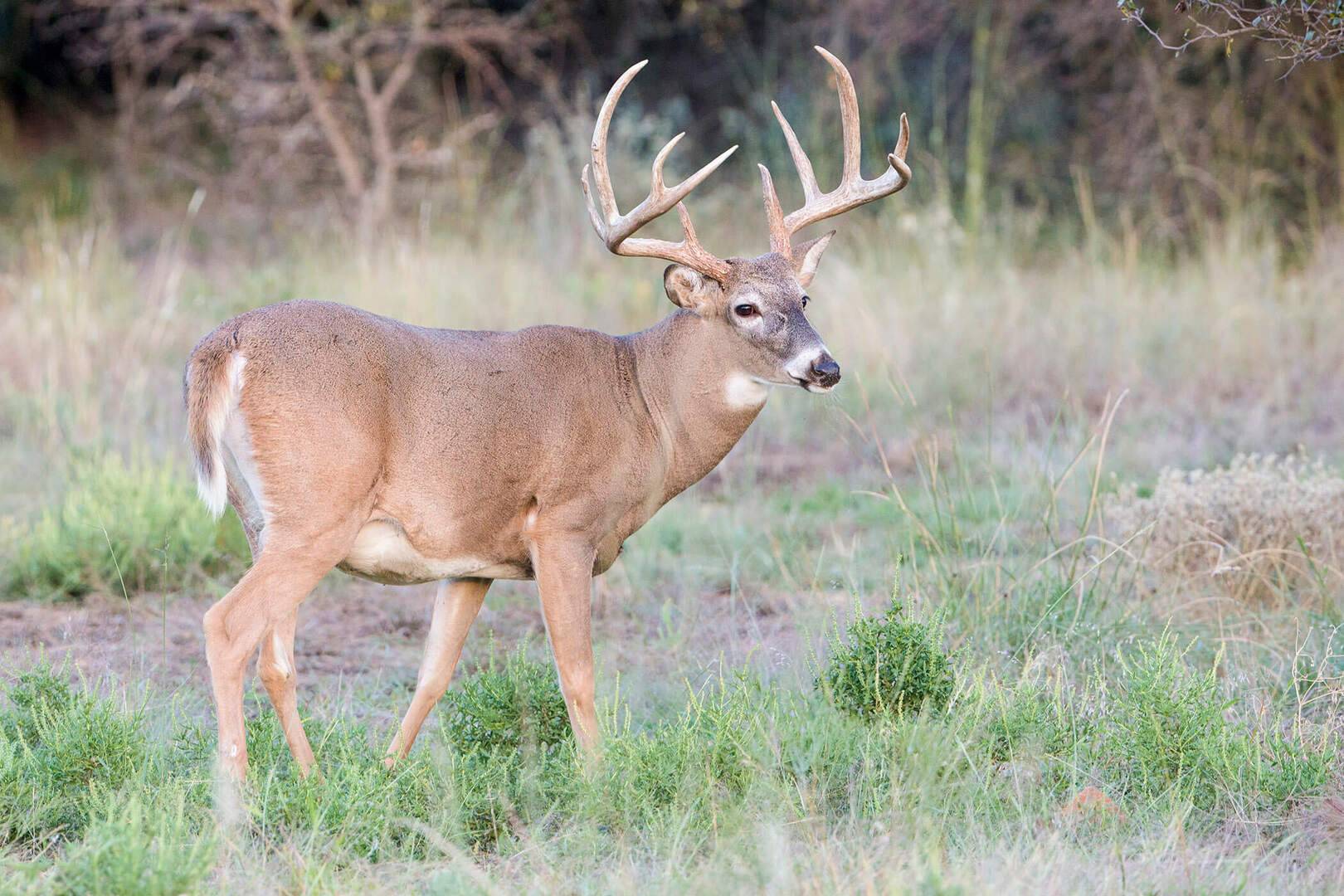 2023-24 Iowa Whitetail Report