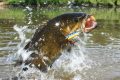 Locating Hot Weather Smallies In Iowa