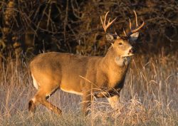 Leveraging Conditions for Bowhunting