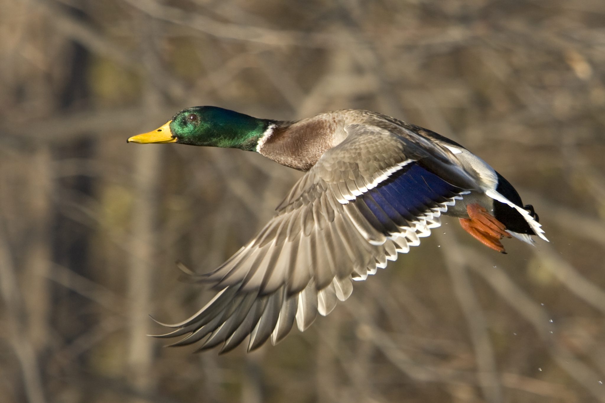 Iowa Duck Hunting