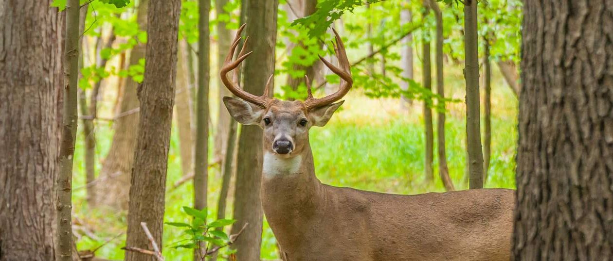 Defining Success in the Deer Woods