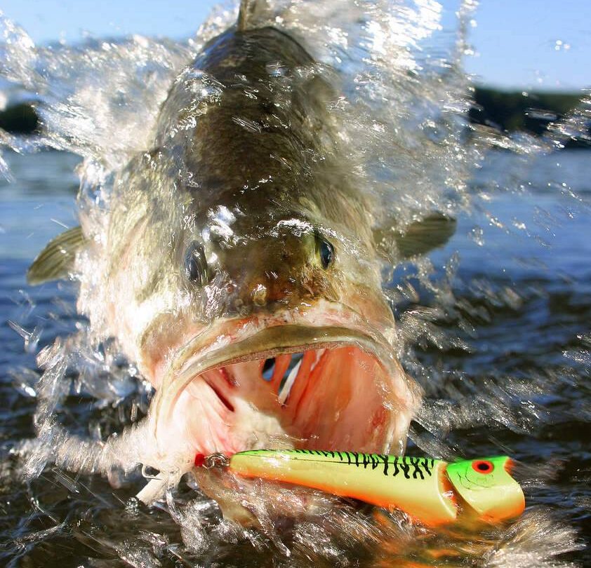 Fall is Big Bass Season