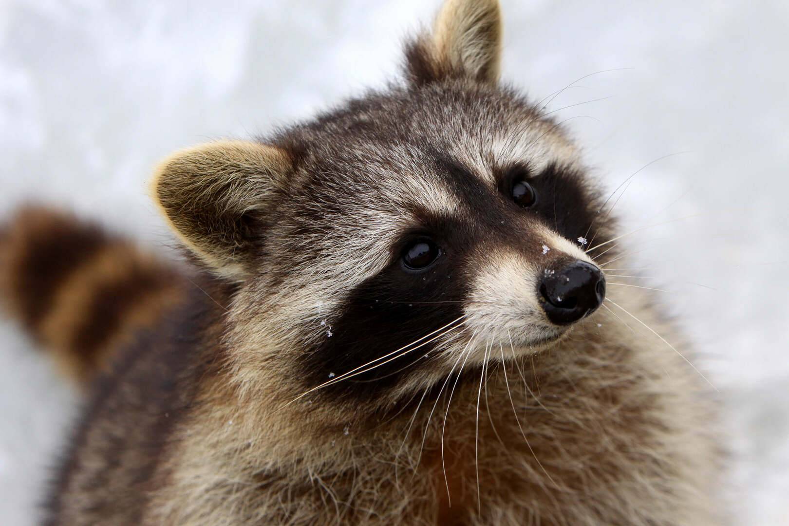 Summer Prep for Trapping Season Success