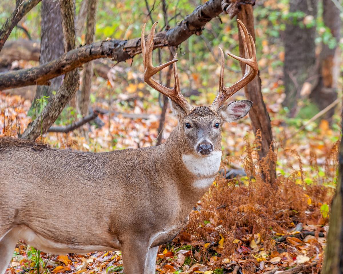 Deer Scents and How to Use Them