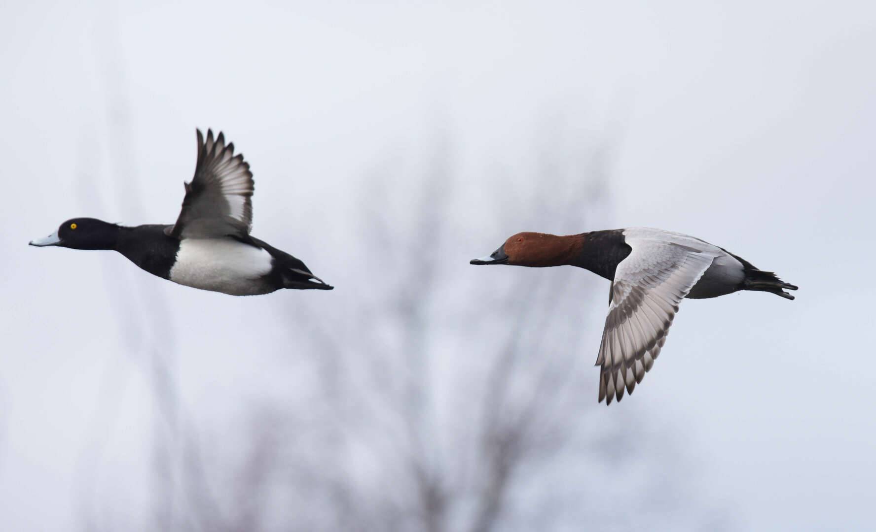 A Flight of Passage