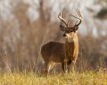 2024 Rut Forecast