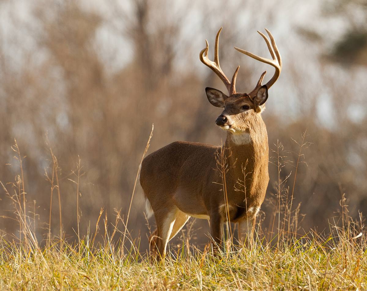 2024 Rut Forecast