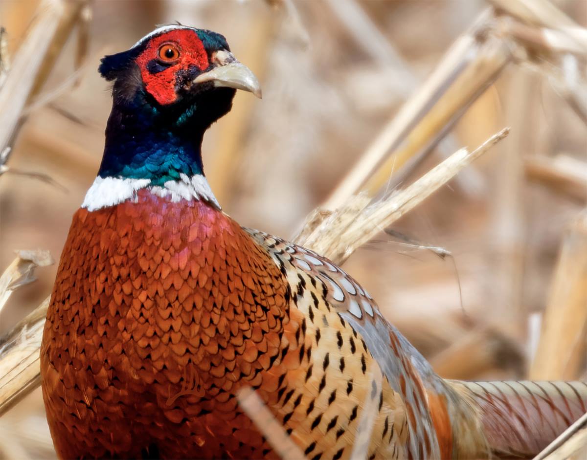 Make The Most of Pheasant Season 2024