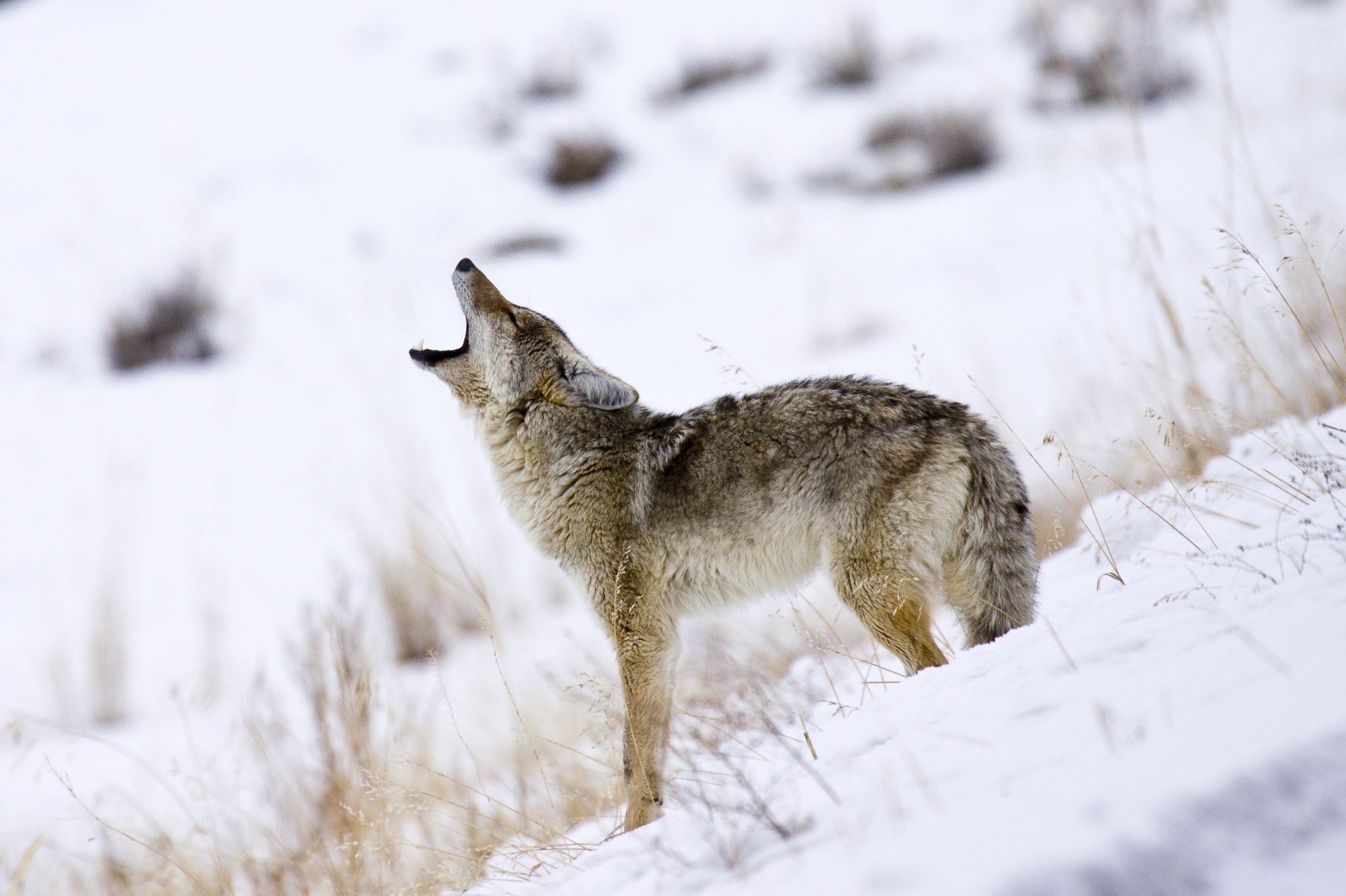 Tips For January Coyote Calling