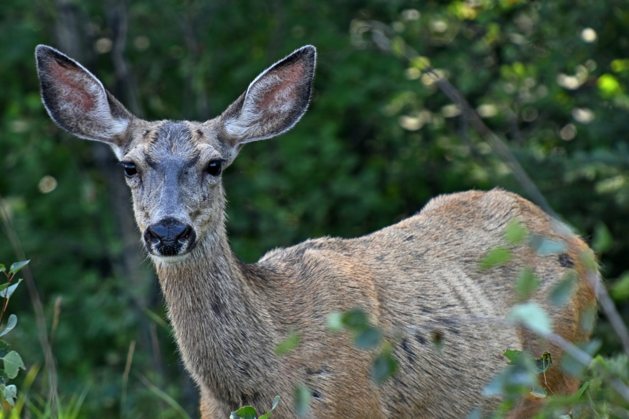 What you Need to Know about CWD