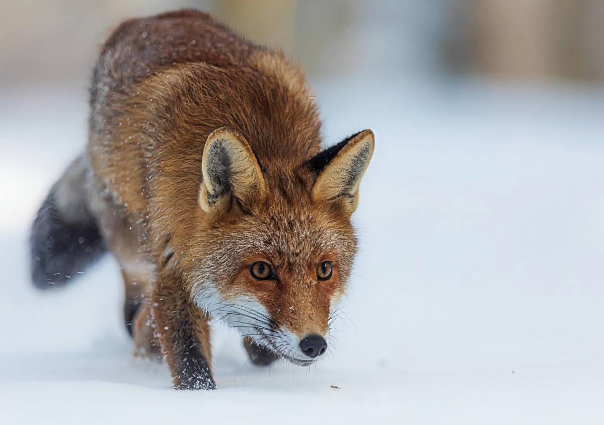 The Methods of Hunting Predators