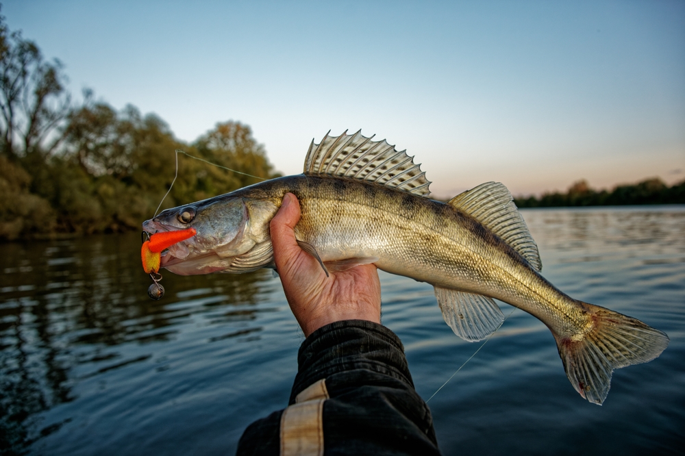 Fishing Walleyes Springtime Spawn