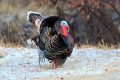 Make the most out of Spring Turkey Season
