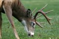 Guide to Creating a Spring Food Plot