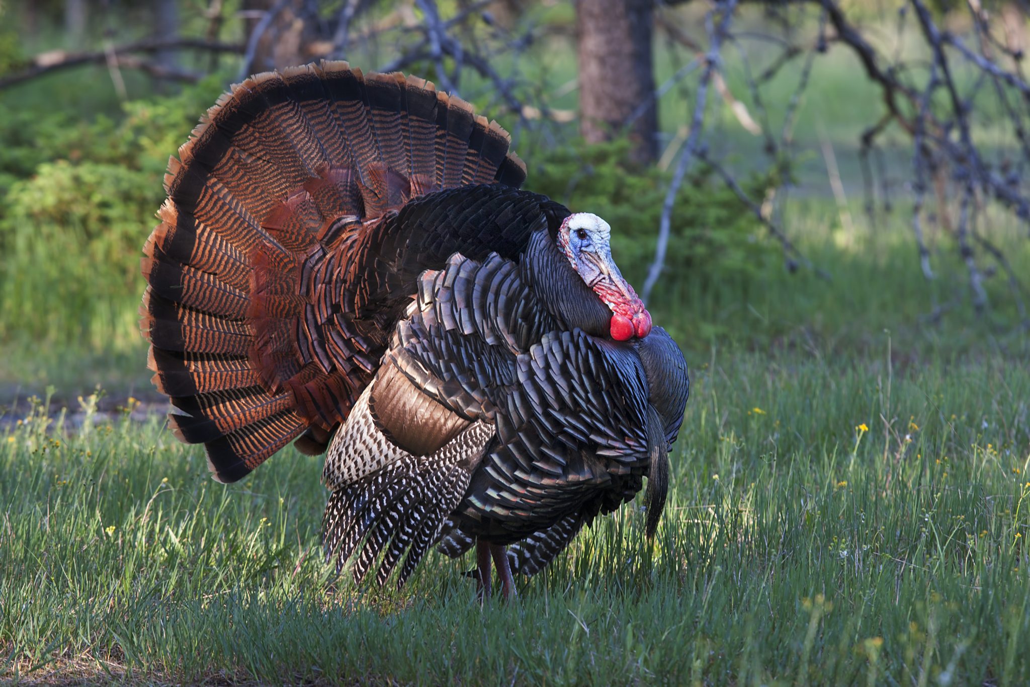 Getting Youth Involved in Turkey Season