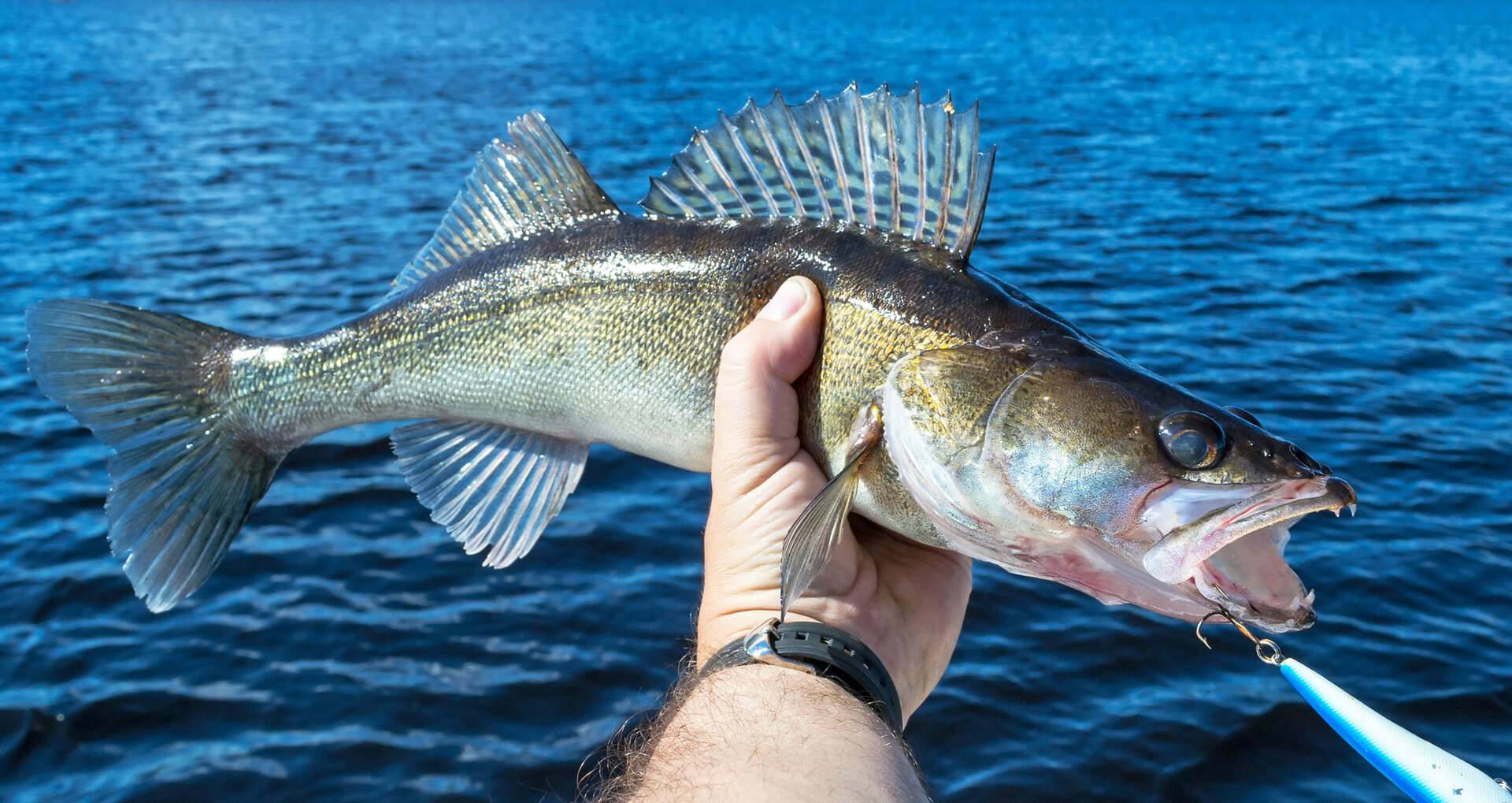 Walleye Tricks and Tackle