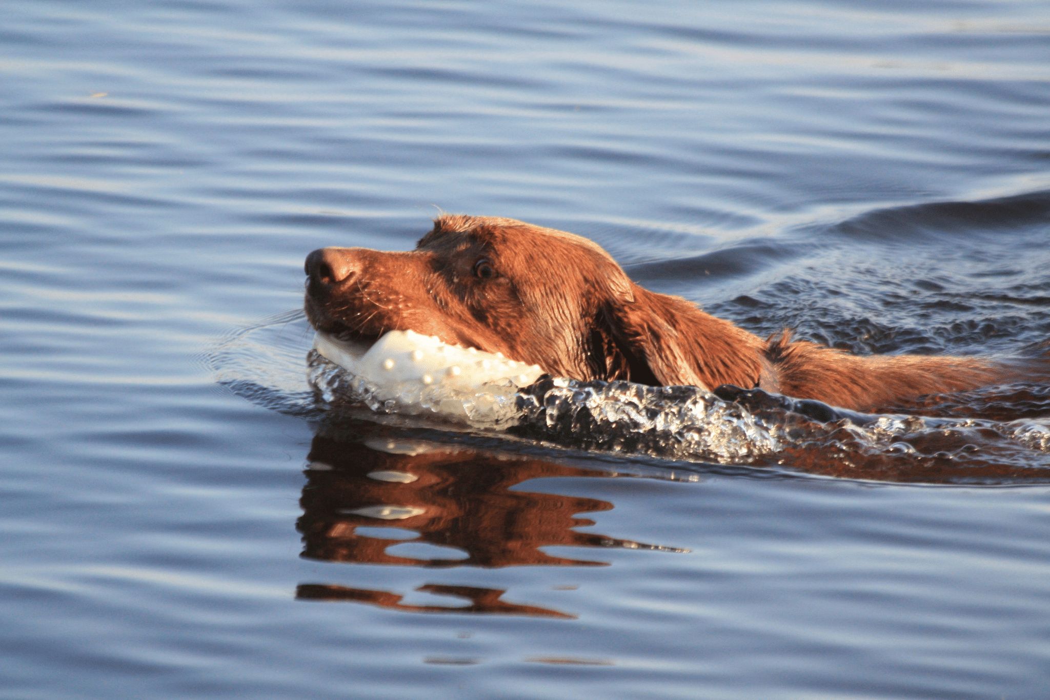 Training your gun dog for waterfowl retrieval