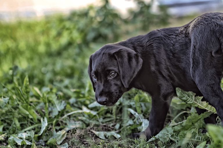Teaching your Gundog to be Steady on Point