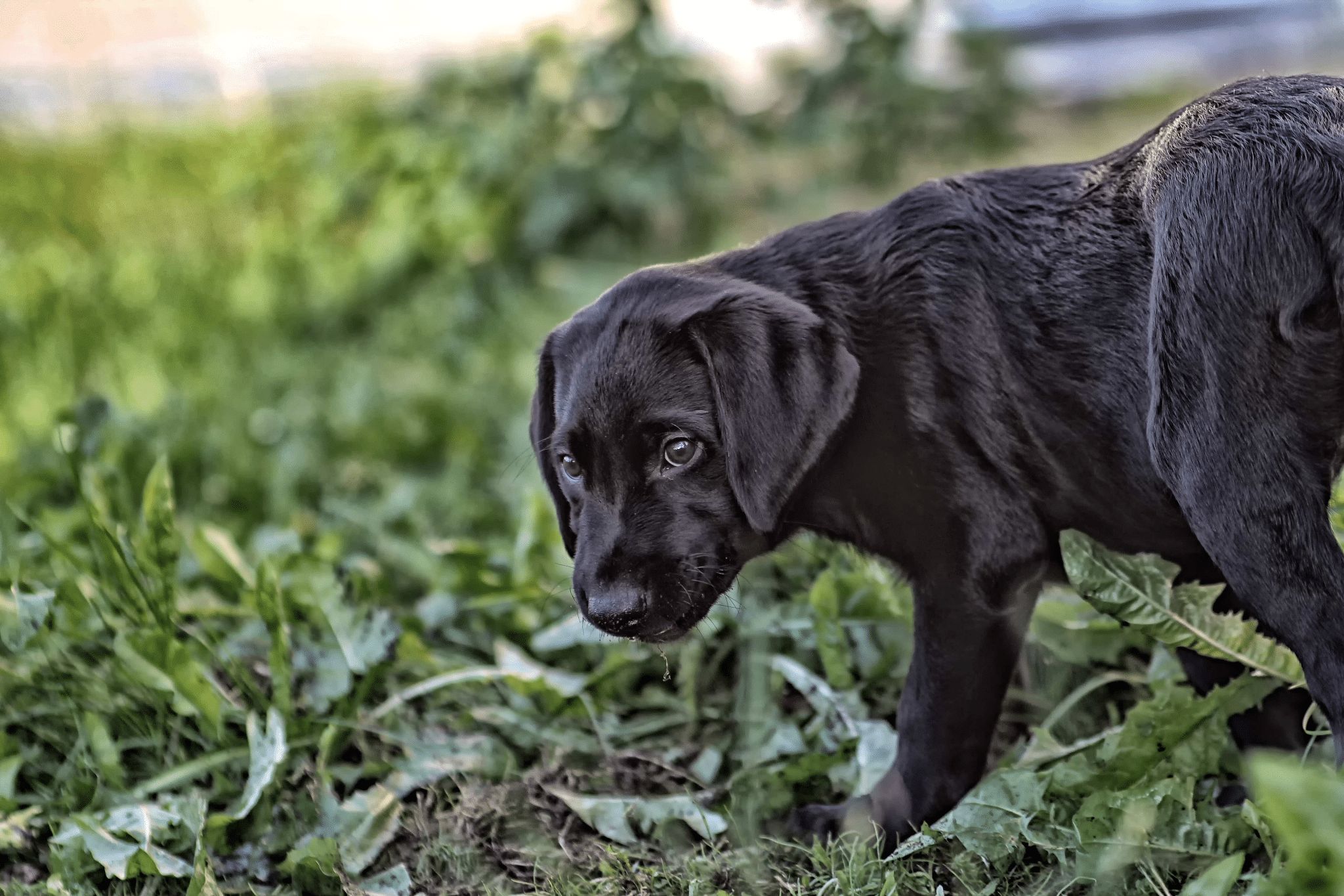 Teaching your Gundog to be Steady on Point
