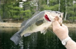 Top Water Fishing