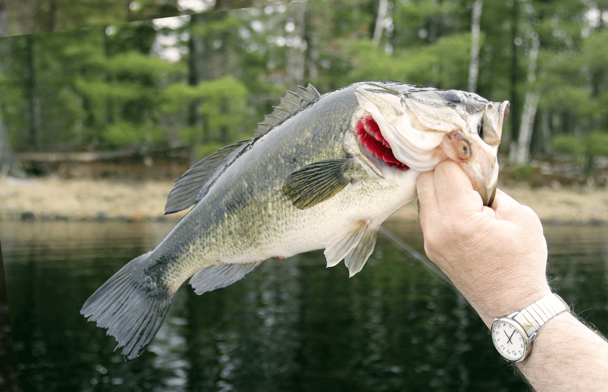 Top Water Fishing