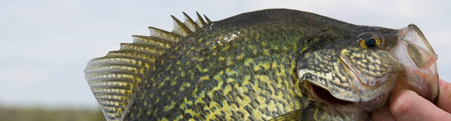 What is a Trophy Fish