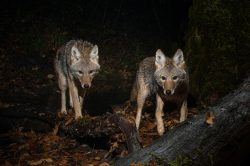 Coyote hunting with night rigs