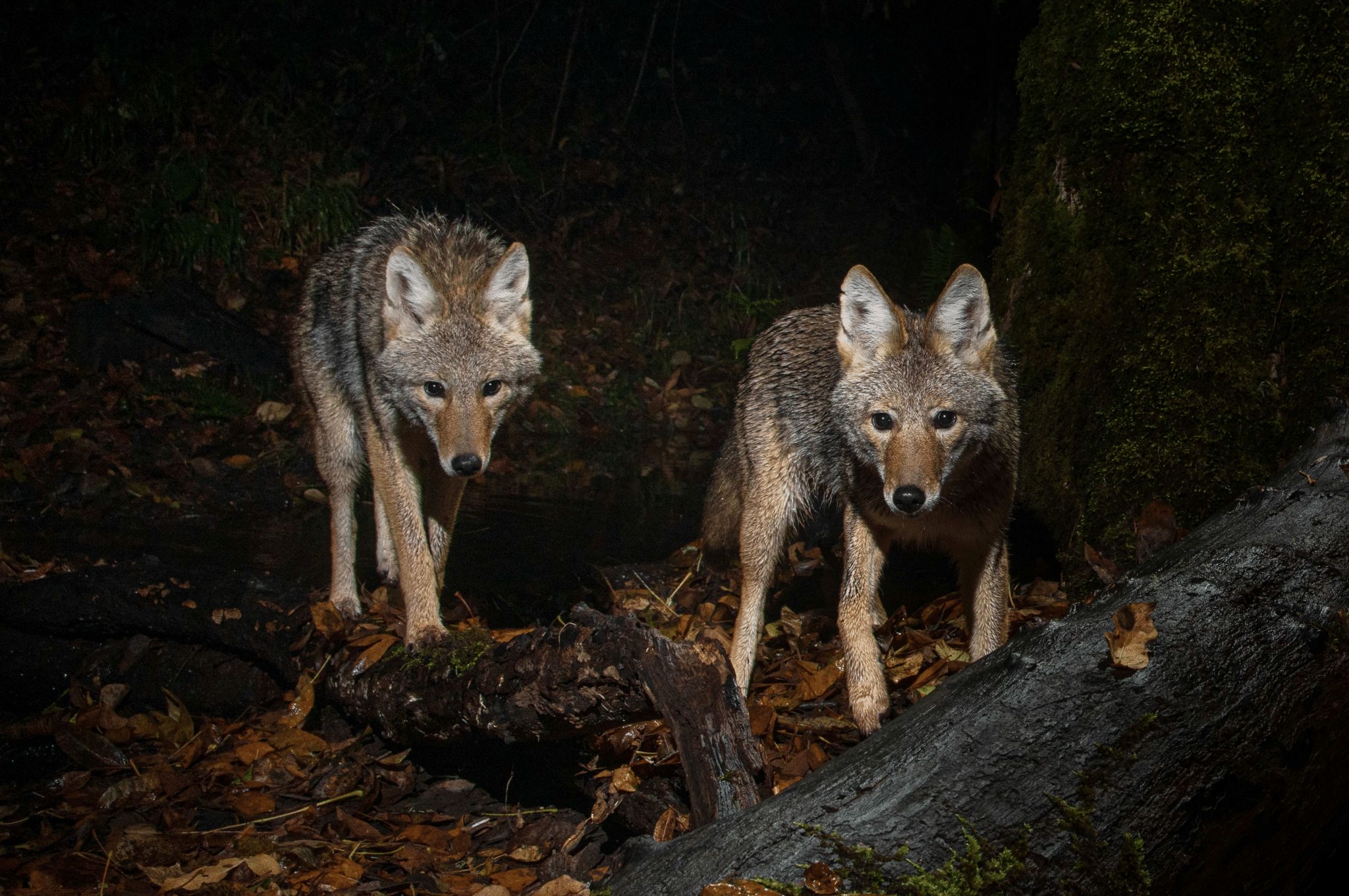 Coyote hunting with night rigs
