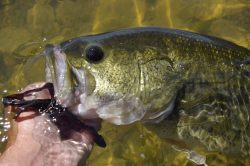 Mastering the Fall Fishing Game