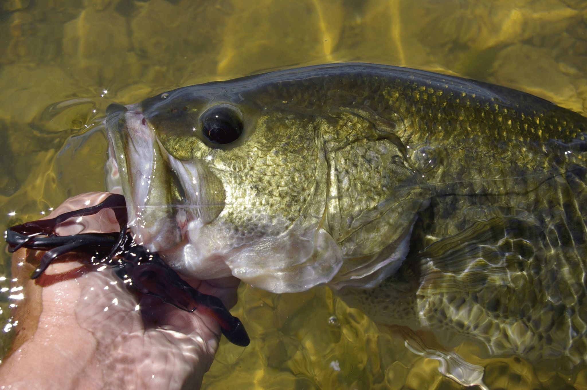 Mastering the Fall Fishing Game