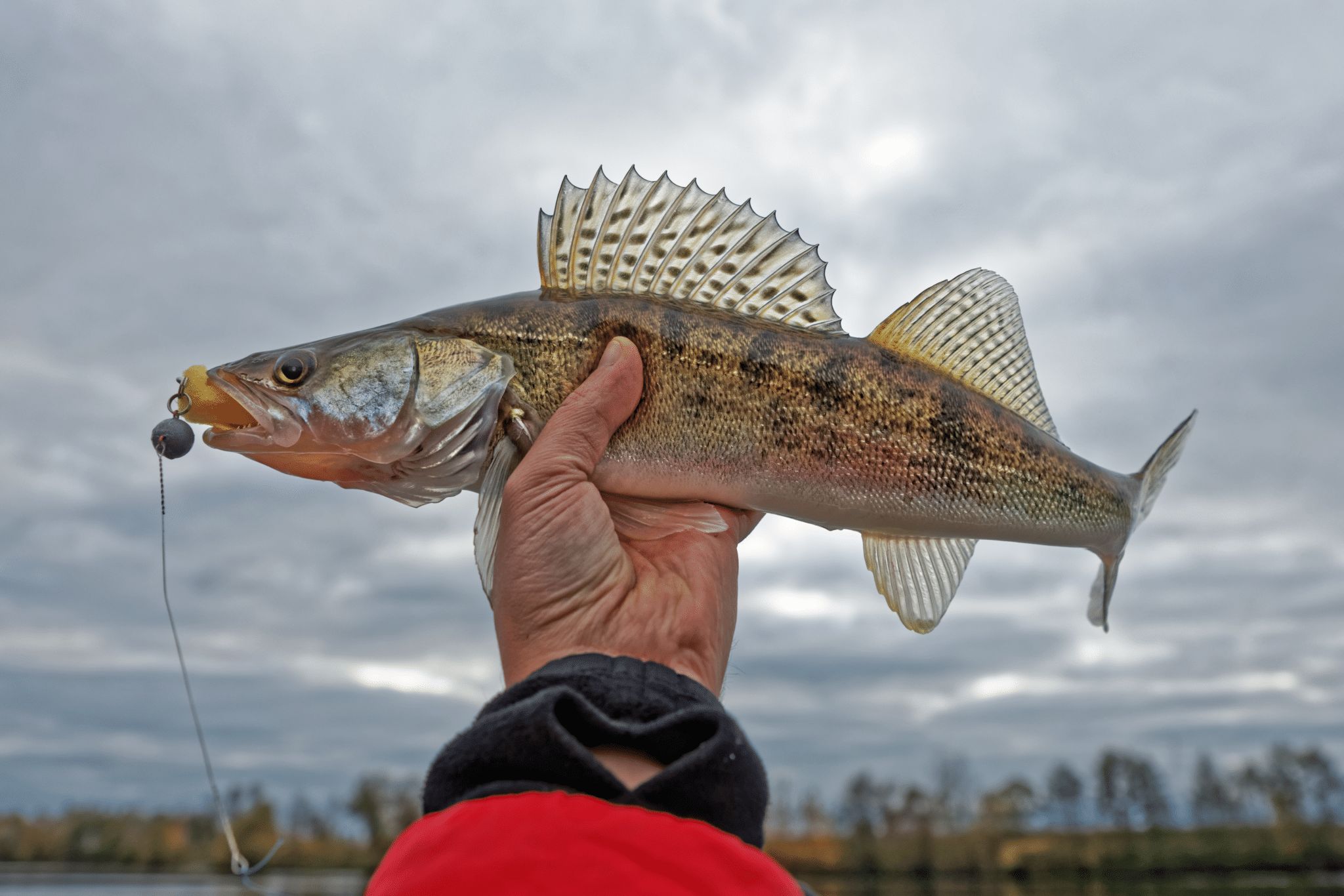 Fall Walleye in Iowa