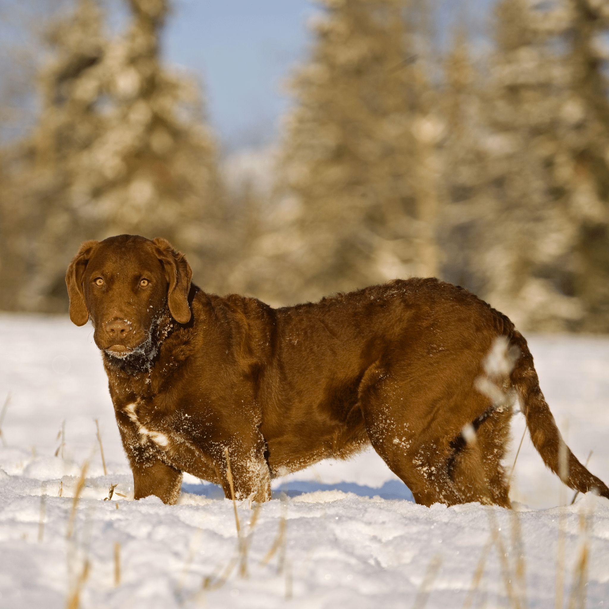 Decoding Flushing Dogs