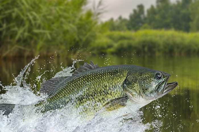 Summer Angling in Iowa