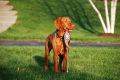 Training a Gun Dog