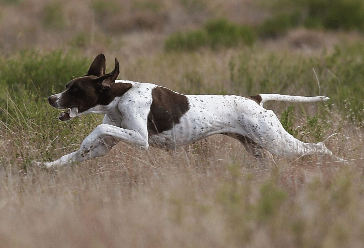 Owning a Pointer